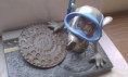 Ratoncito 13